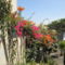 Bougainvillea (3)