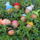 Husveti_tojasok_kicsit_maskepp_1886742_7831_t