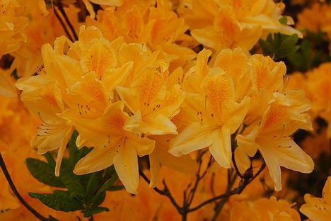 Rhododendron_Anthony_Koster