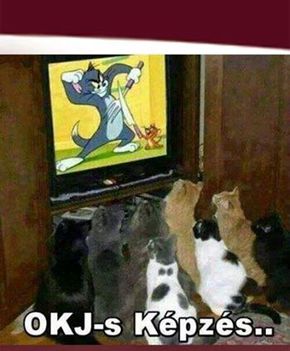 OKJ-s képzés macskáknak