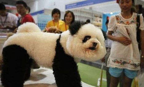 Pandára sminkelt kutyó
