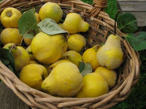 basket-of-quinces