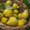 basket-of-quinces
