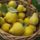 Basketofquinces_1880653_5309_t