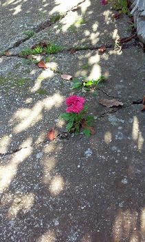 Egy kis virág az úton.....Dáma Lovag Erdős Anna
