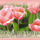 Isten_eltesse_zsuzsannakat__nevnapjuk_alkalmabol__1808609_6052_t