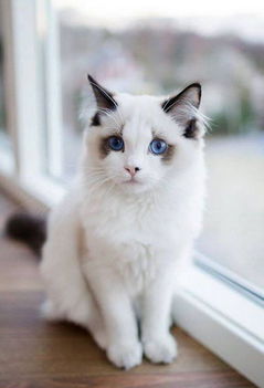 Kék a szeme a macska csupa derű!
