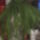 Kep_20071115_019_188122_93469_t