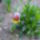 Kockasliliom_188914_16094_t