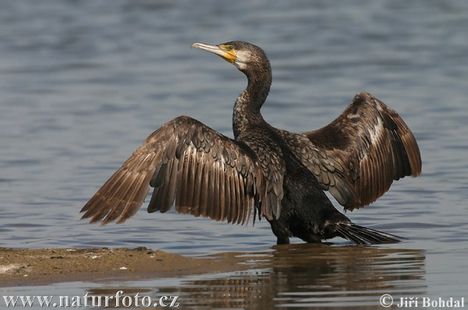 kormoran-velky-10659