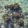 Kristalytiszta_tenger_pagon_188586_12834_t