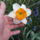 Narcisz_188018_45960_t