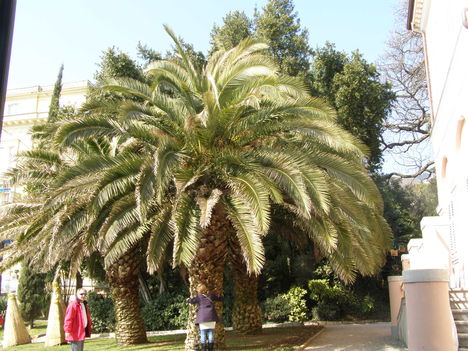 Opatija 2011.03.06. 4