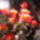 Redli_zsuzsanaknagyon_boldog_nevnapot_kivanokpuszi_1808758_4358_t