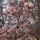 Tavasz_2009_018_188925_68452_t