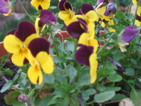 Tavasz 2009 039