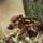 Vaddiszno01_188271_62446_t
