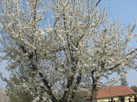Virágzó szilvafa