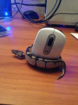 A kígyók szeretik az egereket