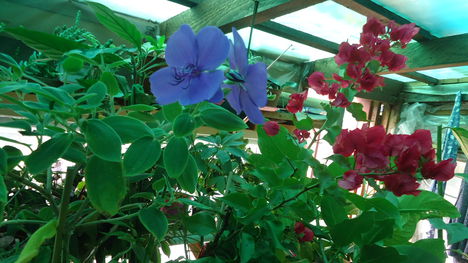 Ibolyafa és murvafürt (tibouchina, bougainvillea)