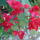 Murvafurt___bougainvillea_1891524_9079_t