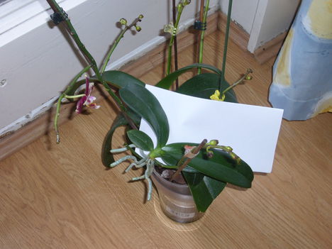 orchideal, oechidea 2, orchidea 3, orchidea 4 1