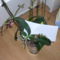 orchideal, oechidea 2, orchidea 3, orchidea 4 1