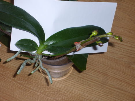 orchideal, oechidea 2, orchidea 3, orchidea 4 2
