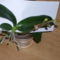 orchideal, oechidea 2, orchidea 3, orchidea 4 2