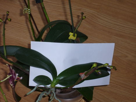 orchideal, oechidea 2, orchidea 3, orchidea 4 3