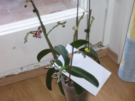 orchideal, oechidea 2, orchidea 3, orchidea 4 4