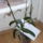 Orchideal_oechidea_2_orchidea_3_orchidea_4_4_1891220_3611_t