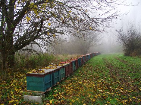 Szelkó-tó   parti sétány méhes