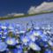 blue-flower-field-wallpaper-5310c7d11c4bc