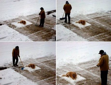 A kutya csak hadd pihenjen!