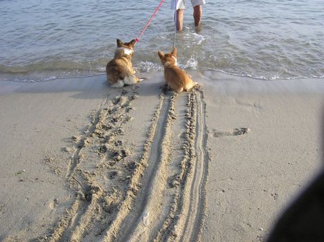 A kutyák imádják a vizet!