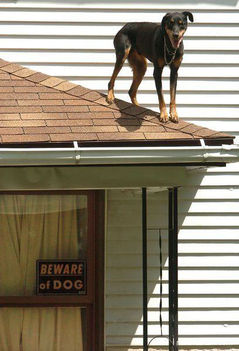 Óvakodj a kutyától!