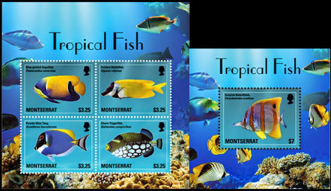 Trópusi halak