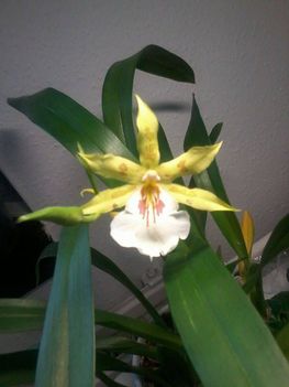 Mai meglepi orchideám