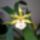 Mai_meglepi_orchideam_1898252_3124_t