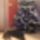 Mindenkinek_boldog_karacsonyt_1898555_6361_t