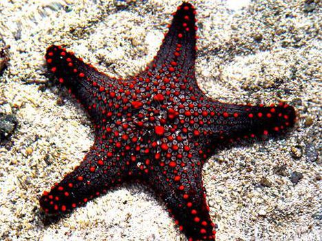 tengeri csillagok 2