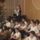 2014_adventi_musor-002_1899188_1117_t