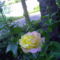Az egy szál rózsám, amelyet bimbók vesznek körül