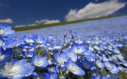 blue-flower-field-wallpaper-5310c7d11c4bc