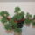 Bonsai_7_1809533_6667_t