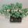 Bonsai_9_1809535_3499_t