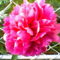Csodaszép pünkösdi rózsám, amely átbújt a kerítésen
