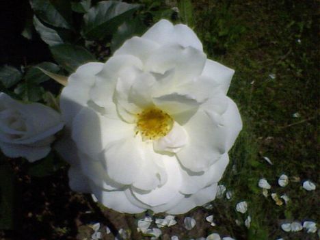 Fehér rózsa
