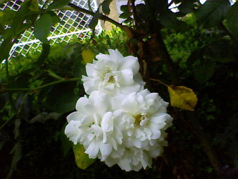Fehér rózsáim